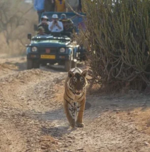 Ranthambore to Jaipur Taxi